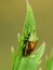 True bug Acanthosoma haemorrhoidale