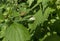 A True Bug rests on a Nettle plant leaf