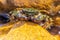 True Crabs: Fascinating Facts About These Aquatic Animals
