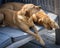 True friend. Two sleeping blonde labradors