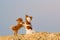 true friendship concept of two small dogs chihuahua pets hugging each other standing on sand on blue sky with copyspace background