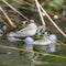 True frogs in pond