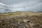 True icelandic landscape - moss covers stones