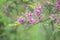 True indigo Indigofera tinctoria, flowering branch