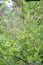 True indigo Indigofera tinctoria, flowering a shrub