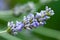 true lavender (Lavandula angustifolia)