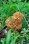 True morel or morchella in forest