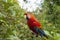 True parrot observes from a branch, Amazon rainforest, Peru