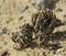 True Rose of Jericho Plant in its Dormant State in the Negev in Israel