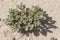 True Rose of Jericho Plant in its Living Growing State in the Negev in Israel