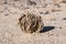 True Rose of Jericho Resurrection Plant in its Dormant State in the Makhtesh Ramon Crater in Israel