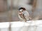 True sparrow bird very cute