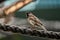 True sparrows bird standing on a rope with blur background