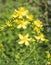 True St. Johnâ€˜s wort