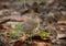 True thrush female bird close-up portrait in the forest