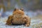 True toad sitting on the gray asphalt road