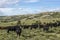 True Uruguay - Windmills, green technologies and livestock