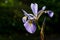 True Water Iris flower. Back lit. Iris versicolor.