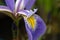 True Water Iris flower. Close up. Iris versicolor.