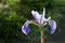 True Water Iris flower. Copy space. Iris versicolor.