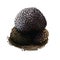 Truffle fruiting body of subterranean ascomycete fungus, Black truffle Tuber melanosporum mushroom closeup digital art