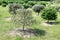 Truffle orchard with oaks and hazelnut trees, Host tree seedlings are inoculated with truffle spores