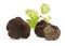Truffles in section. White background.