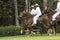 TRUJILLO, PER Peruvian Paso horses being ridden by men in traditional clothing with chalan with typical chouth in