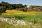 Trulli in countryside