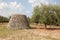 Trullo and Olive Tree