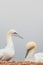 Truly lovers, pair of wild North Atlantic gannets