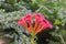 Trumpet Creeper Flamenco flowers in garden