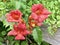 Trumpet Creeper Orange Flowers