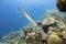 Trumpet fish in coral reef caribbean