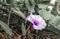 trumpet flower in purple and white