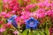 Trumpet gentian, blue spring flower in garden