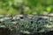 Trumpet Lichen, Cladonia fimbriata