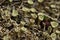 Trumpet lichen podetia - Cladonia fimbriata