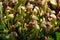 Trumpet Pitcher Plants - Carnivorous Pitcher Plants - Nepenthes