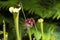 Trumpet pitcher plants sarracenia purpurea