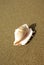 Trumpet seashell on the beach