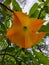 The trumpet-shaped Brugmansia flower that blooms perfectly in a nature tourist park.