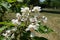 Trumpet shaped white flowers of catalpa