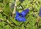 Trumpet or Stemless Gentian