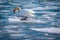 Trumpet Swan Floating on ice