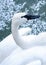 trumpet swan on icy lake 2