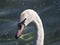 Trumpet Swan on Lake Como, Italy