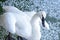 Trumpet swan walking on icy lake