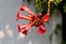 Trumpet vine or Campsis radicans flowering plant with multiple open flowers emerging from terminal cymes orange to red in color