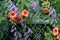 Trumpet Vine and Creeping Bellflower